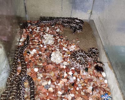 Stephen Johnson baby sits 22 Rock Python eggs - 17 hatch successfully.