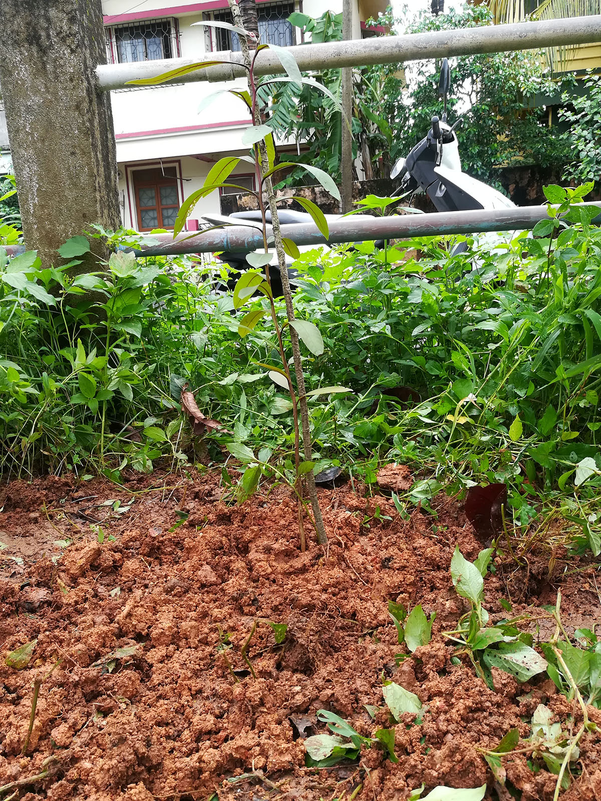 The sapling that was planted during the van mahotsav celebrations at Leo Park, Suryanagar colony.